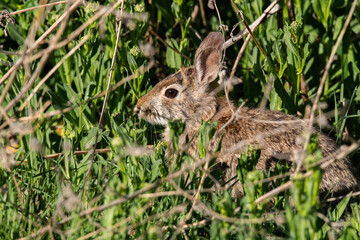 Naklejka na ściany i meble A Cottontail Rabbit Relaxing in Grass