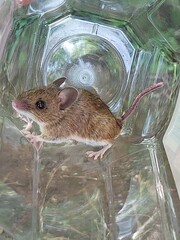 Field mouse in a container before being released
