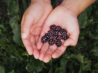 Girl holding blackberries in two open hands together over dark green grass outdoors after harvest
