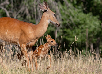 Naklejka na ściany i meble A White-tailed Deer Doe With Fawn on a Spring Morning