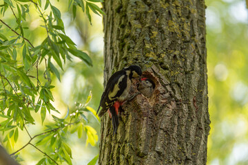 Fototapeta premium A Great Spotted Woodpecker, Dendrocopos major on a tree
