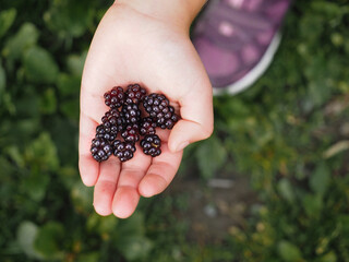 Girl holding blackberries in hand over dark green grass outdoors after harvest