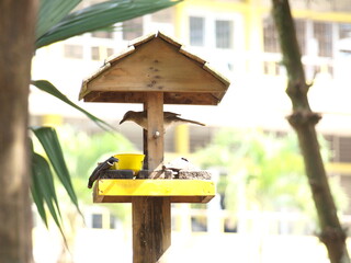 pajaro