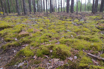 fluffy green moss in the coniferous forest