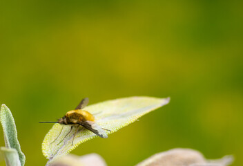 Bombyliidae, or humblefly resting on a leaf of sage, isolated towards bright green faded background