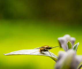 Bombyliidae, or humblefly resting on a leaf of sage, isolated towards bright green faded background