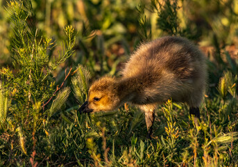 A Curious Canada Goose Gosling on a Spring Morning