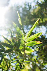 Light leaf