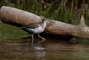 A Spotted Sandpiper Foraging for Food on a Lake