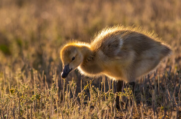 A Canada Goose Gosling Back Lit with Glowing Feathers