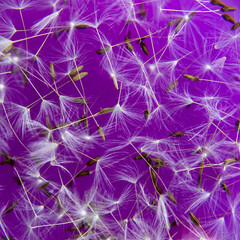 dandelion purple water nature abstract