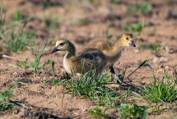 A Canada Goose Gosling on a Spring Morning