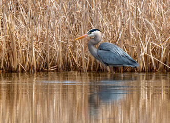 Great Blue Heron Stalking Prey at a Wetlands