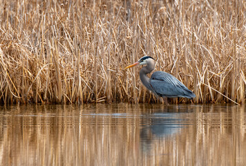 Great Blue Heron Stalking Prey at a Wetlands