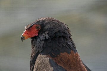 red beaked eagle  