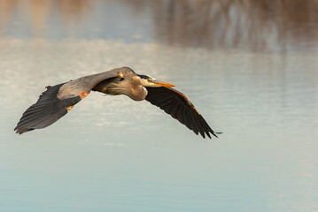 A Great Blue Heron in Flight