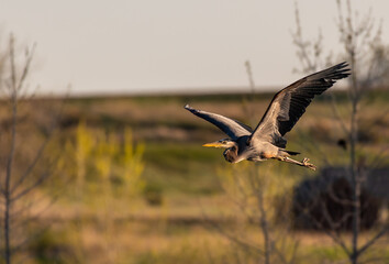 A Great Blue Heron in Flight