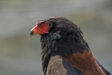 red beaked eagle  