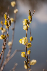 Blühende Weidenkätzchen
