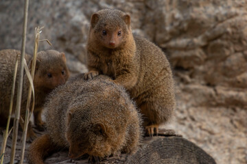 mongoose family