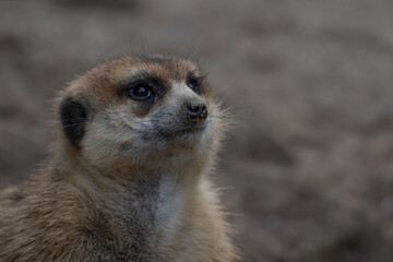 Fototapeta premium meerkat on guard