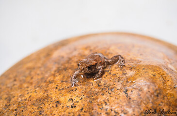 Common european frog on top of a rock in matching brown color with copy space