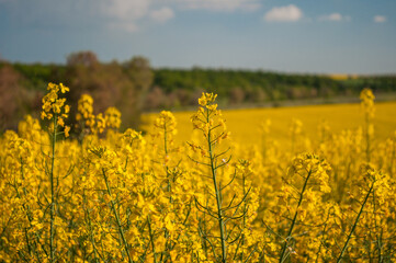 Obraz premium field of yellow rapeseed, canola colza field