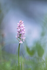 Obraz premium Orchis flower Neotinea lactea with blur background