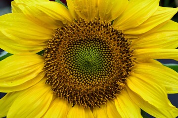 Obraz premium A very close up look at a large sunflower and all its seeds.
