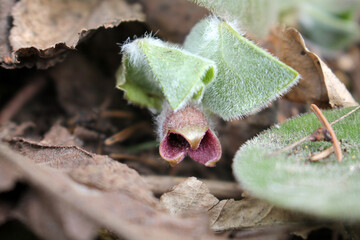 Flower of European wild ginger (Asarum europaeum)