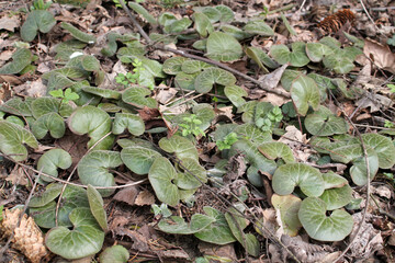 Green foliage of European wild ginger (Asarum europaeum) in spring forest in April