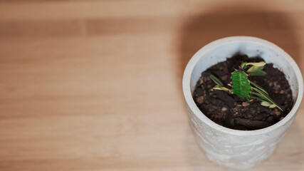 Plano cenital de una pequeña planta suculenta para interiores en una maceta de cerámica hecha a mano y aislada sobre una tabla de madera con luz selectiva sobre ella.