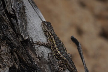 lizard on the tree