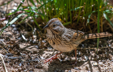 A Lincoln's Sparrow Foraging for Food on the Ground