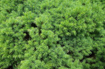 green shrub needles texture closeup background