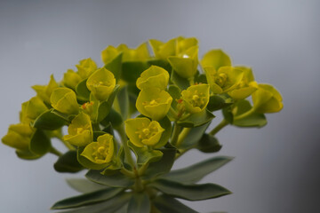 plant closeups