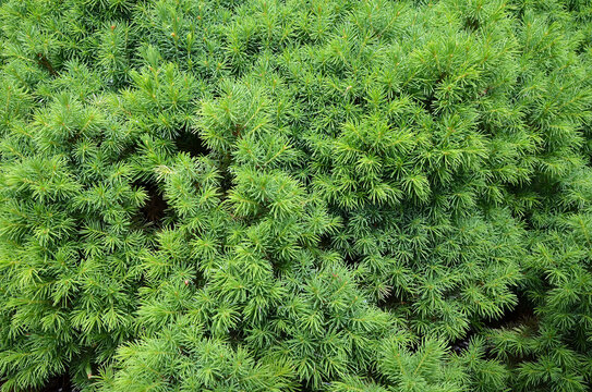 Green Shrub Needles Texture Closeup Background