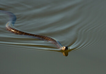 A Northern Water Snake Swimming on a Lake Surface