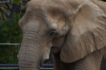 elephant closeups