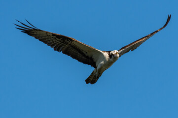 Adult Osprey in Flight 
