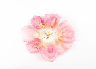 pink rose petals are collected in the image of a flower