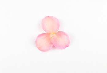 Pink rose petals on a white background