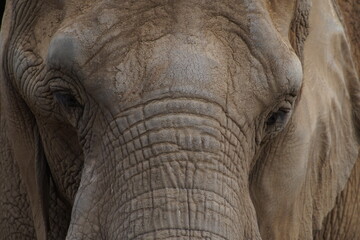 elephant closeups