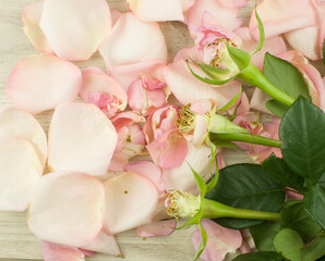 pink rose petals and fallen rosebuds on a light tree background