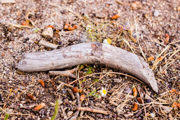 Detalle de un madero en el campo