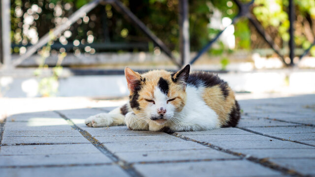 Gato callejero tumbado