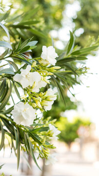 Detalle de una adelfa