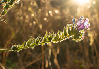 natura lov
