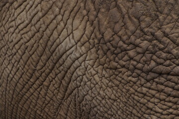 elephant closeups