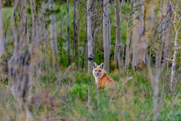 A Beautiful  Red Fox Sitting in a Forest